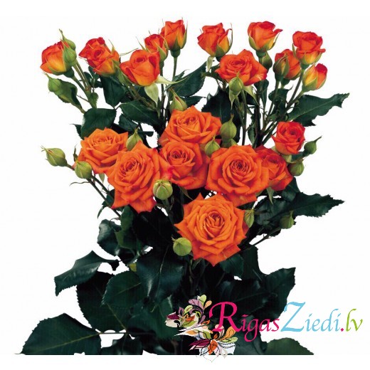 Oranžas krūmu rozes