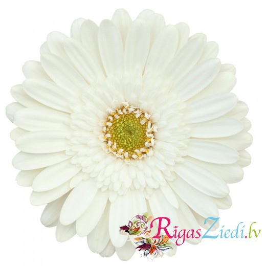 Baltas gerberas