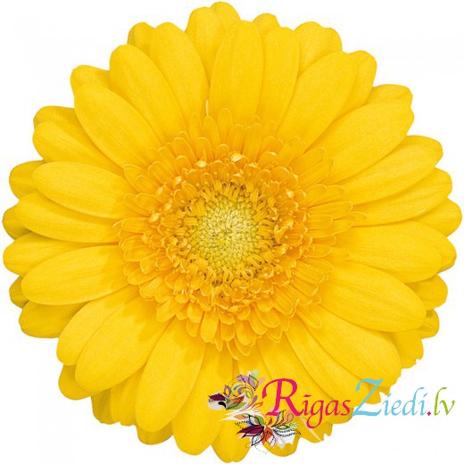 Dzeltena gerbera