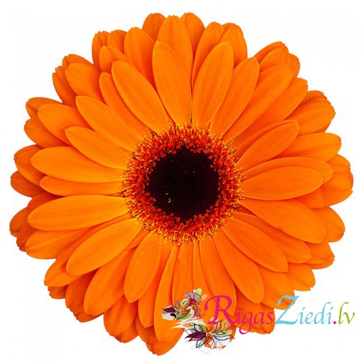 Oranžas gerberas