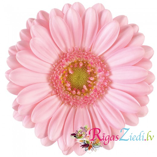 Rozā gerbera