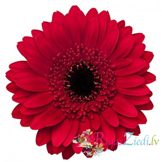 Sarkana gerbera