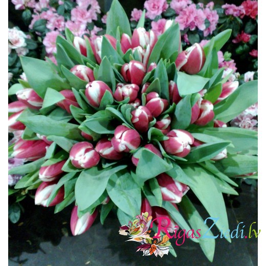 51 sarkanbalta tulpe