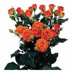 Oranžas krūmu rozes