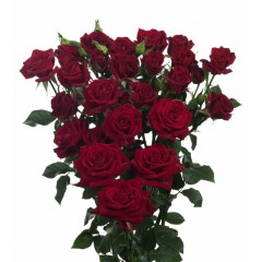 Sarkanas krūmu rozes