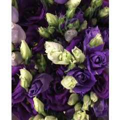 Violetas lizantes