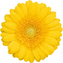 Dzeltenas gerberas