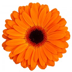 Oranžas gerberas