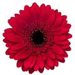 Sarkanas gerberas