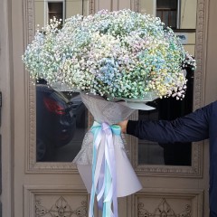 Dažādu krāsu Gypsophilia
