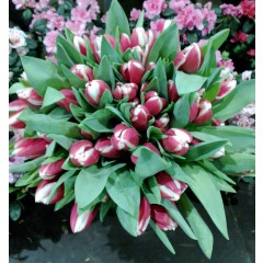 51 sarkanbalta tulpe